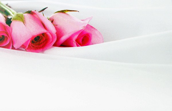 Picture of Florist Cards Small Pink Rose x 50pcs